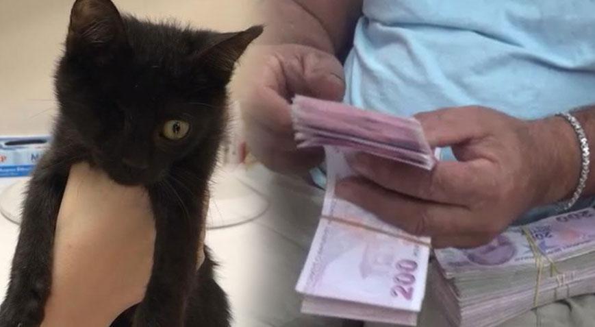 Yer: Osmaniye! Binlerce lira ödülle aranan kedi ayağına geldi